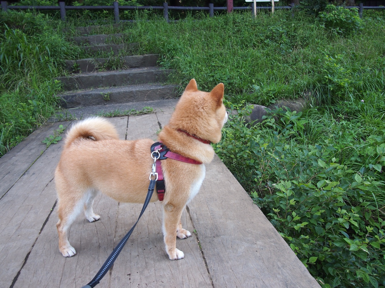 绿茵场的博弈与硬木地板的终结，德甲焦点战与马刺强行击败广东队的竞争启示